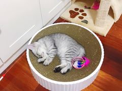 -爱侣宠医·鹦鹉专科·小型哺乳类·异宠专科(灵石路店)