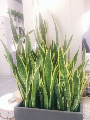 -FUTURE HN男士发型风格设计