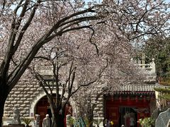 -大雁塔北广场音乐喷泉