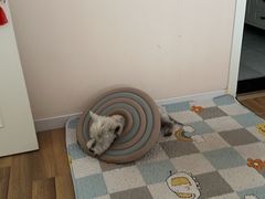 -美联众合动物医院·24h转诊中心