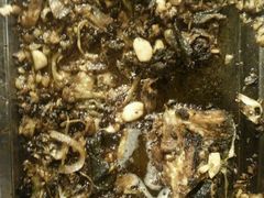 -锦尚阁烤鱼•天津菜(宣武门胡同店)