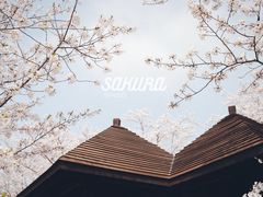 -顾村公园