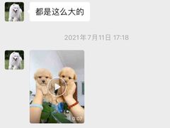 -翊宠yipet猫狗购宠庄园犬舍•猫舍