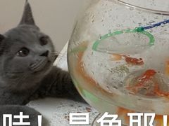 -袖虎·猫馆(体育西路店)