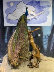 -酷嗒动物文化乐园(cutezoo西溪乐天城店)