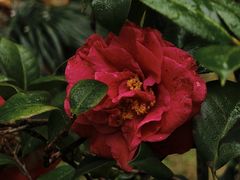 -金花茶公园