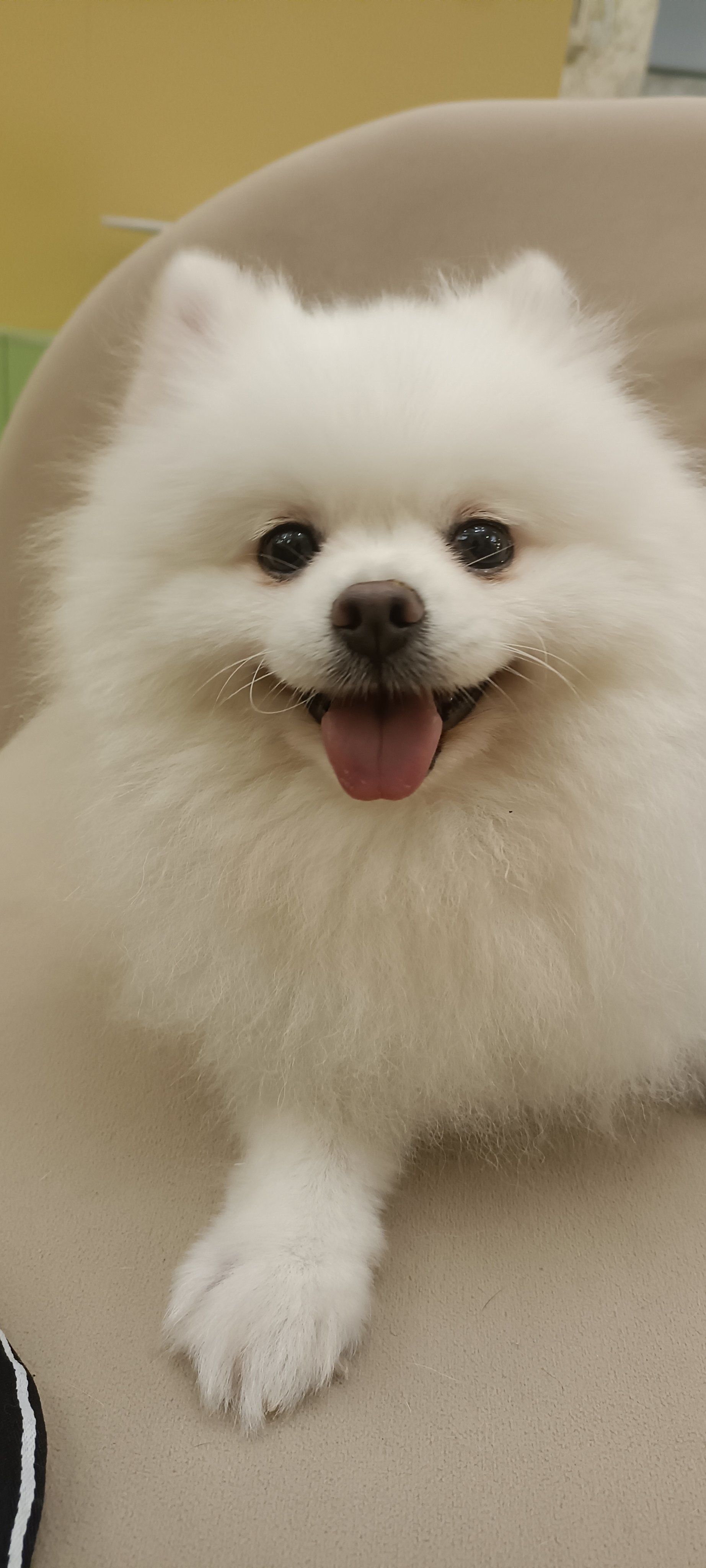 狗狗微笑攻势来袭