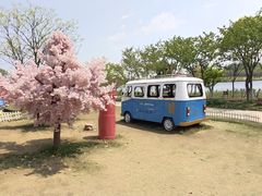 -杭州湾海上花田景区
