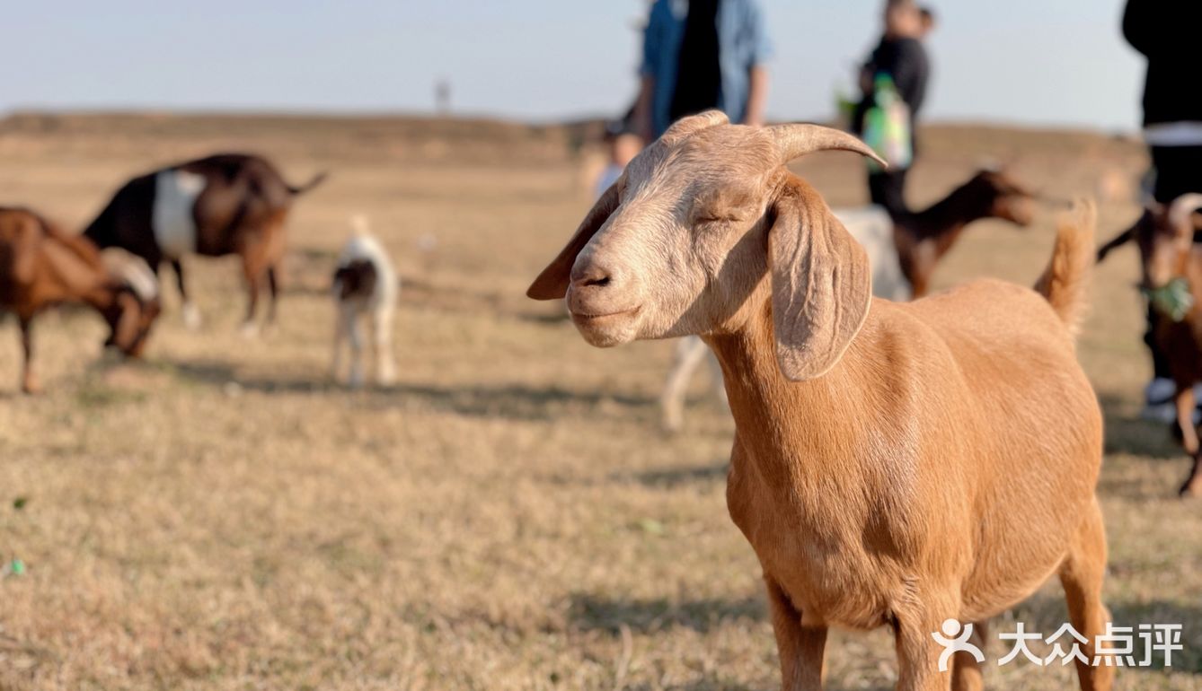 南昌拍照📸打卡 | 江滩上的羊咩咩🐏
