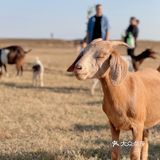 南昌拍照📸打卡 | 江滩上的羊咩咩🐏