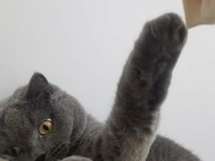 -瑞鹏宠物医院·骨科·猫科·内科(第一中心)