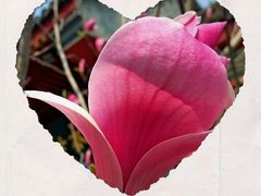-北京佛教居士林