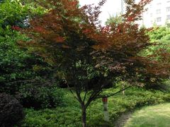 -徐家汇源景区-衡山公园