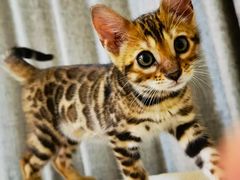 -欣宠猫屋·矮脚拿破仑·蓝金金渐层