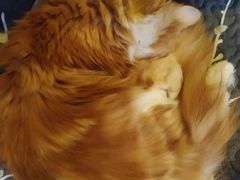 -平行世界·猫咖(首经贸店)