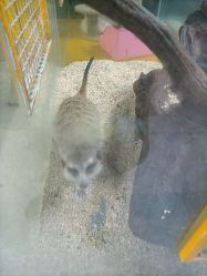 -神奇动物撸宠馆·羊驼·小浣熊·异宠(豫园店)