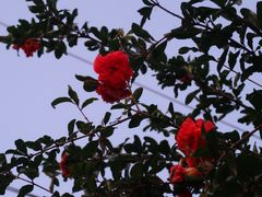 -原怡园面馆(拙政园店)