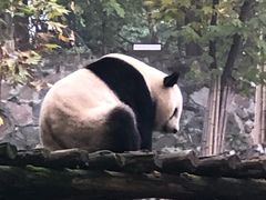-都江堰中华大熊猫苑
