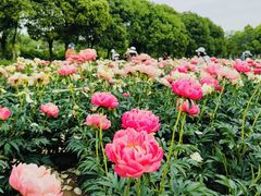 -扬州芍药园(仪征市)