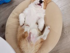 -浣熊柯尔鸭土拨鼠·电玩咖