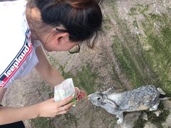 -西霞口神雕山野生动物世界