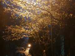 -武汉大学-樱园