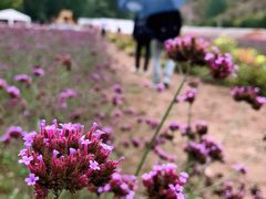 -紫海香堤香草艺术庄园