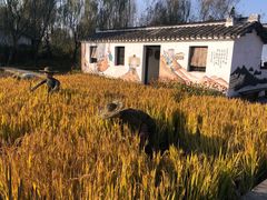 -溱湖国家湿地公园