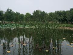 -东郊湿地公园