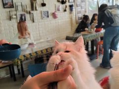 -平行世界·猫咖(首经贸店)