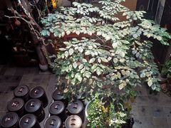 -普洱茶府(博乐广场店)