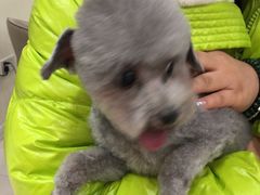 -天宠宠物医院24小时·急重症诊疗中心·全科·腔镜特色(和平分院)