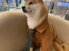 -怪兽屋·羊驼·猫咖·狗咖(俊华广场店)