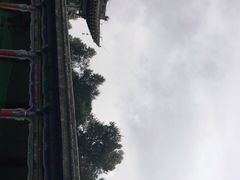 -塔尔寺菩提树