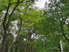 -南翔镇银翔湖公园