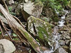 -天目山大树王景区