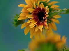 -光明小镇欢乐田园