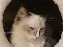 -喵喵咪呀布偶猫咖(春熙路店)