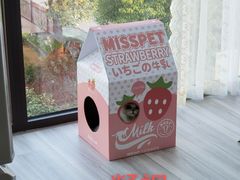 -70cat德文卷毛猫·缅因猫纯种猫舍