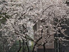 -新湖明珠城
