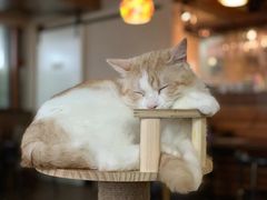 -蓝鲸·缅因猫舍