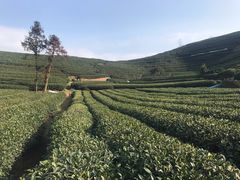 -龙坞茶村