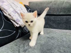 -猫十亿·布偶金渐层·曼基康矮脚猫舍(青年路店)
