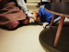 -逗柴咖啡屋·狗咖猫咖宠物桌游