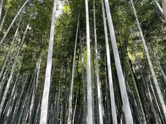 -上海佘山国家森林公园天马山园