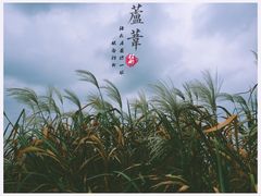 -长兴太湖图影湿地文化园