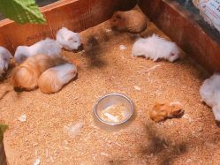 -酷嗒动物文化乐园(cutezoo西溪乐天城店)