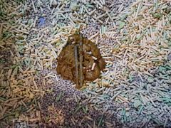 -宠爱国际动物医院· 猫科· 外科·中兽医(长白店)