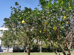 -上海英国外籍人员子女学校(浦西校区)