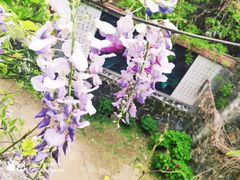 -盛世牡丹苑生态文化旅游区